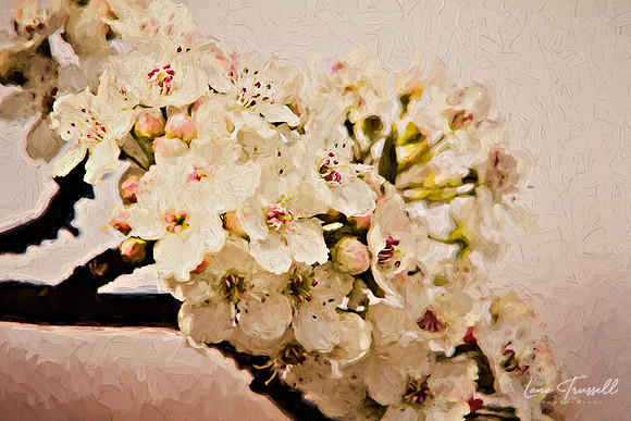 Spring Blossoms