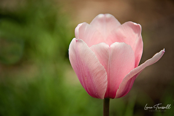 Pink Petals