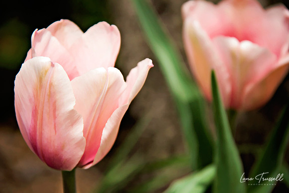 Spring Tulips