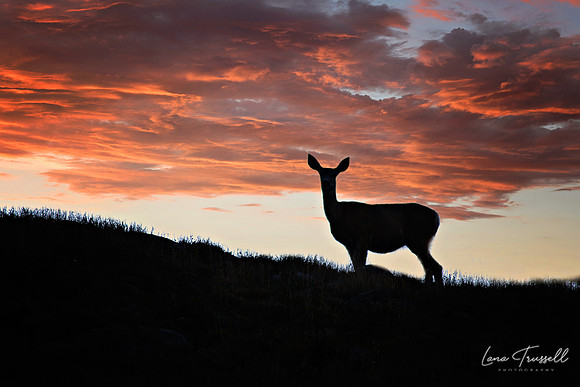 Evening Doe Fiery Sky