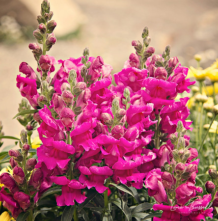 Snapdragons