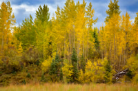 Aspen Symphony