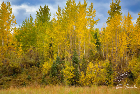 Aspen Symphony