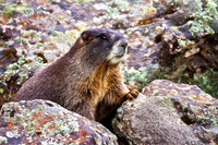 The Watchful Marmot
