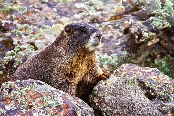 The Watchful Marmot