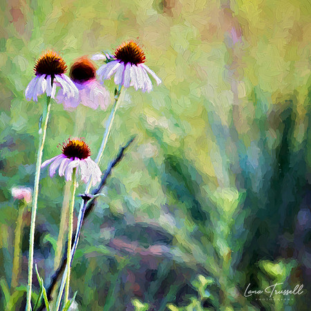 Wild Coneflowers