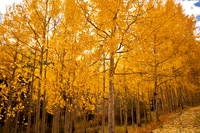 Aspen Gold Along the Million Dollar Highway