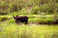 Along the Animas River
