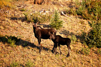 A Family on the Move