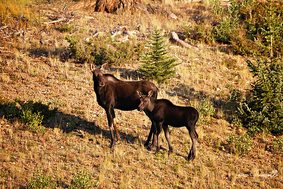 A Family on the Move