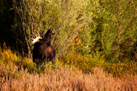 The Call of the Rut