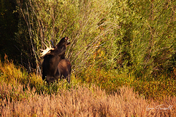The Call of the Rut