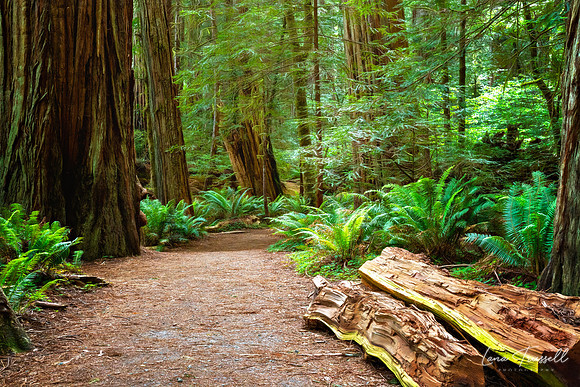 Where Giants Whisper