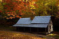 Under an Autumn Canopy
