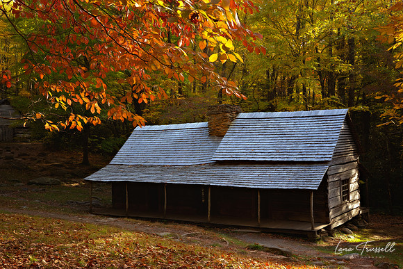 Under an Autumn Canopy