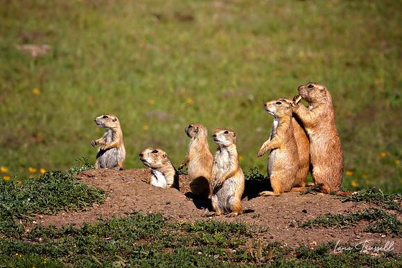 We Are Family