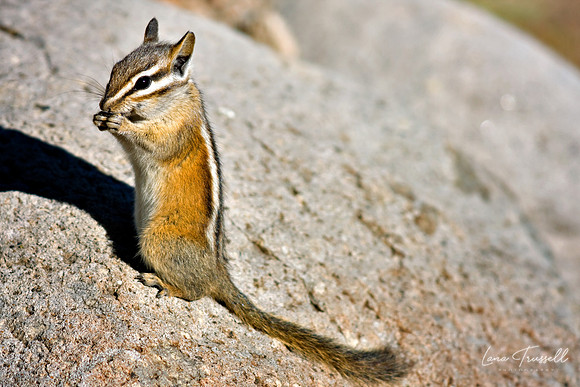 Chipmunk Munch