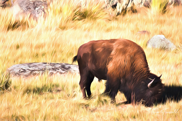 Yellowstone Bison
