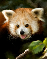 Red Panda