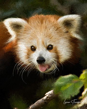 Red Panda
