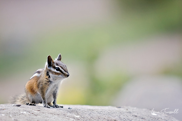 Chippy