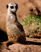 A Meerkat Pose