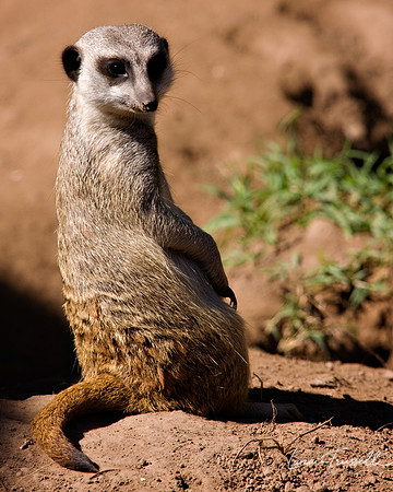 A Meerkat Pose