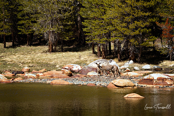 Mountain Lake Wildlife