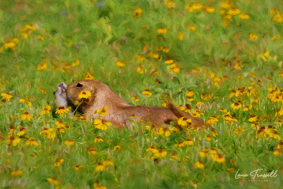 Wildlife Among Wildflowers