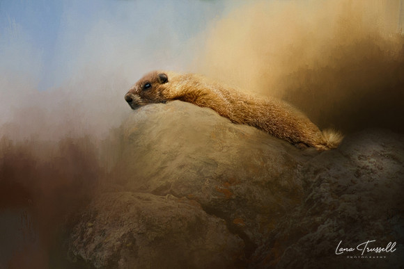 On The Rocks