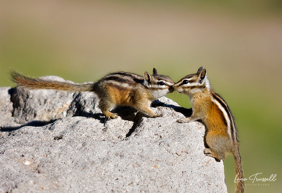 Chipmunk Love