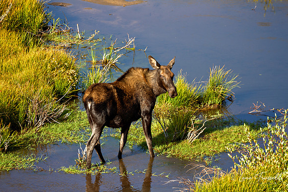 Moose Among the Grasses