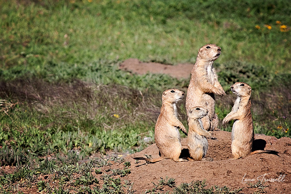 Small Family