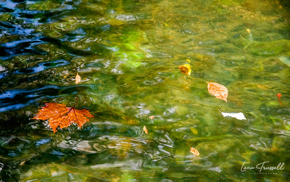 Autumn Floating