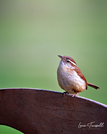 Sweet Wren