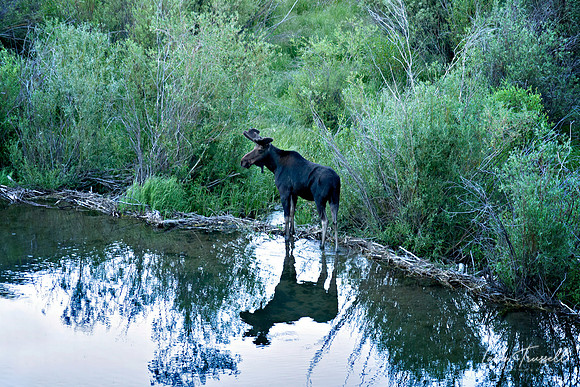 San Cristobal Moose