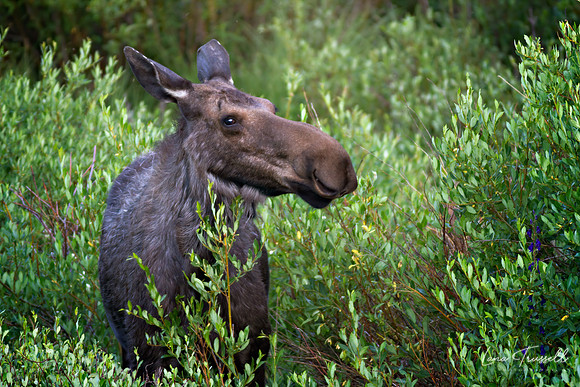 Moose Mom