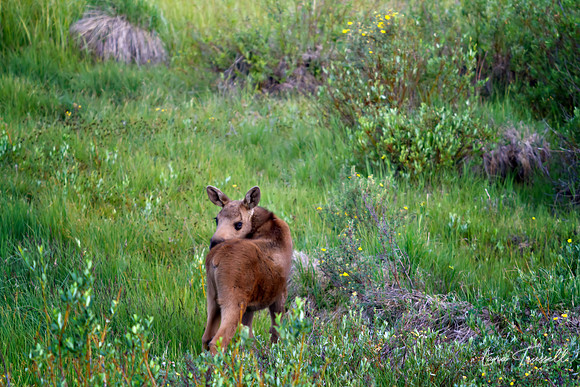 Baby Moose