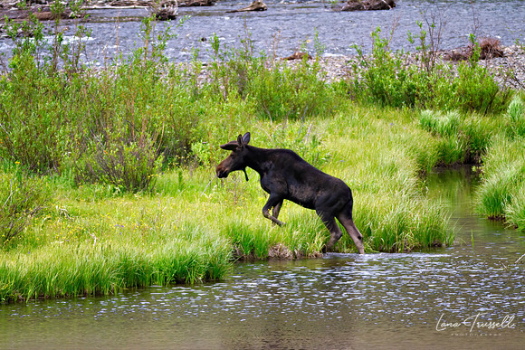 Wading Through Animas