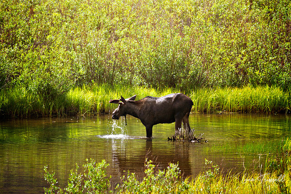Grazing Moose
