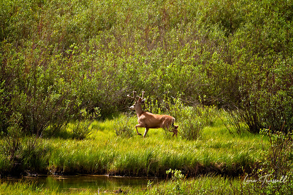 Mule Buck