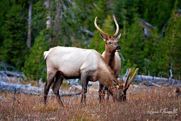 Elk Twins
