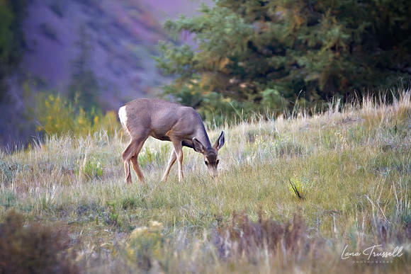 Doe Grazing in the Badlands