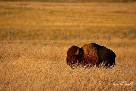 A Lone Bison