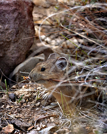 Pika