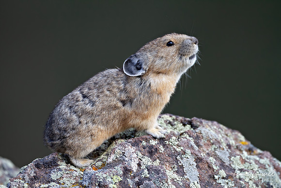 Whistling Hare