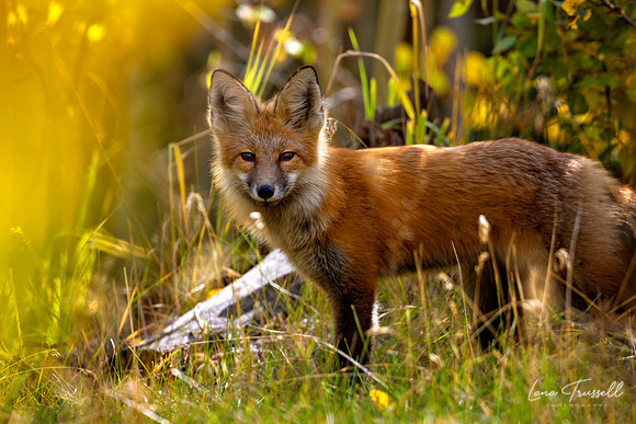 Little Red Fox