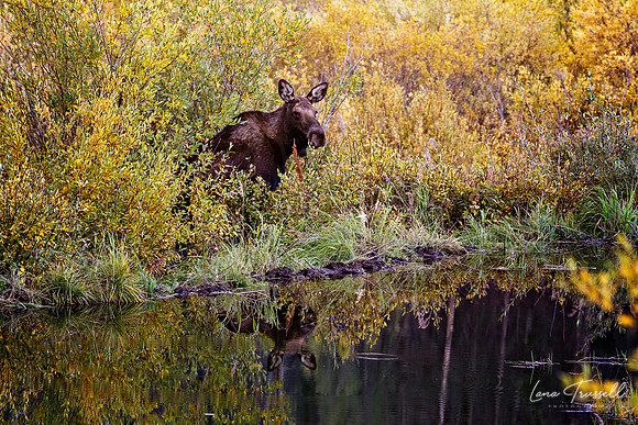 Dinner For A Moose