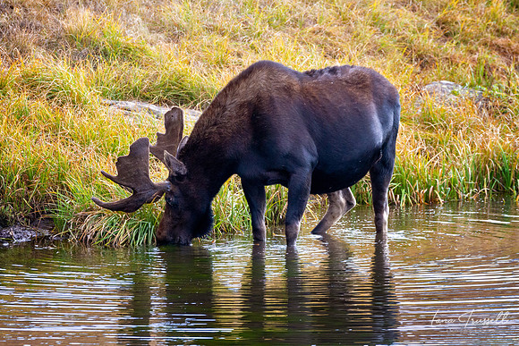 Young Bull Moose
