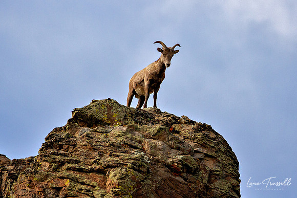 King Of The Hill